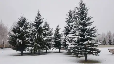 снег в ноябре, ели под снегом