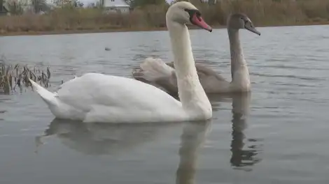 лебеди на одном из водоемов Нижнекамска