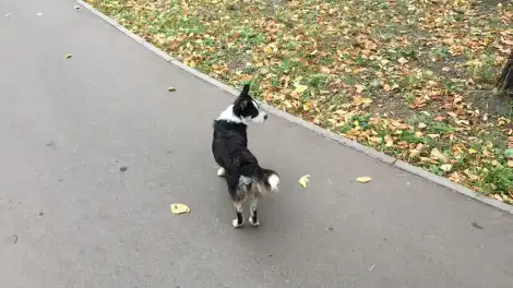 собачка в парке