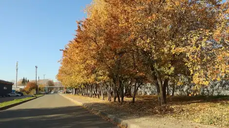 желтые деревья в октябре в Нижнекамске