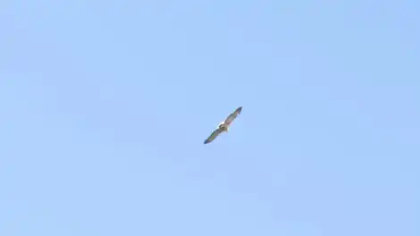 птица летит в небе
