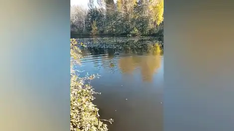 лебедь-шипун на озере Каракуль в СНТ Строитель Нижнекамск