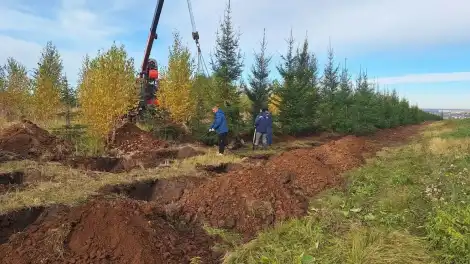 ели вдоль городского кладбища Нижнекамска
