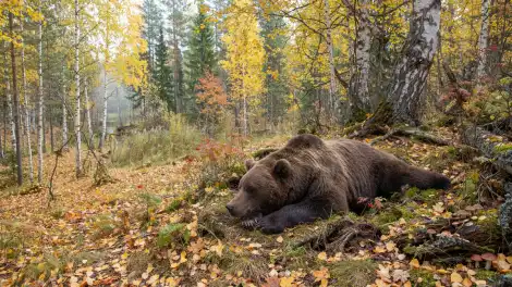 медведь лежит в лесу